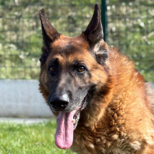 Photo de Jimbo des crocs de defense