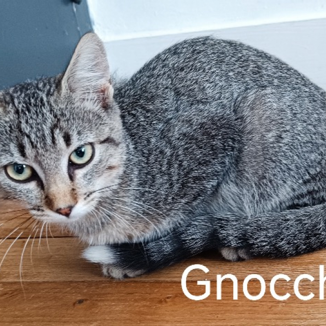Photo de Gnocchi