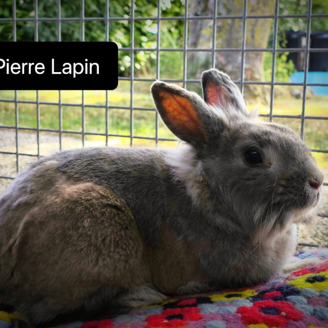Photo de Pierre lapin