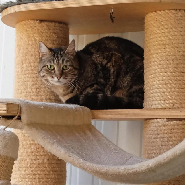 Photo de Pimprenelle