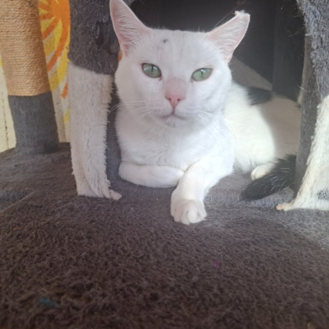 Photo de Pitchounette