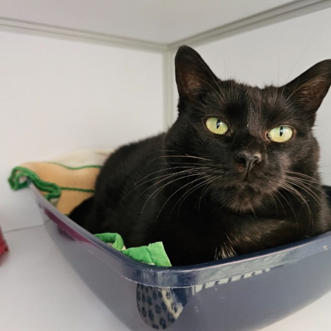 Photo de Petit minou