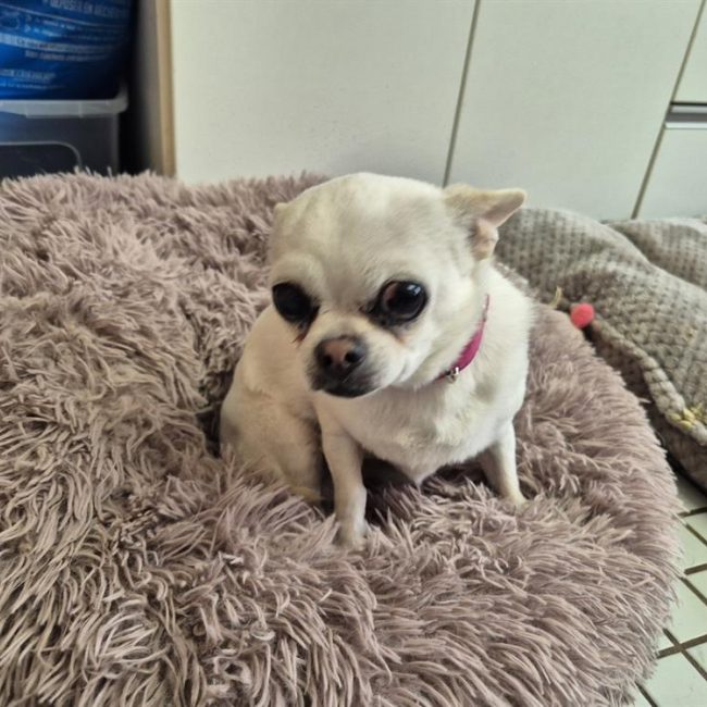 Chiens De Petite Taille Adopter Animaux fr chiens-de-petite-taille-adopter-animaux-fr