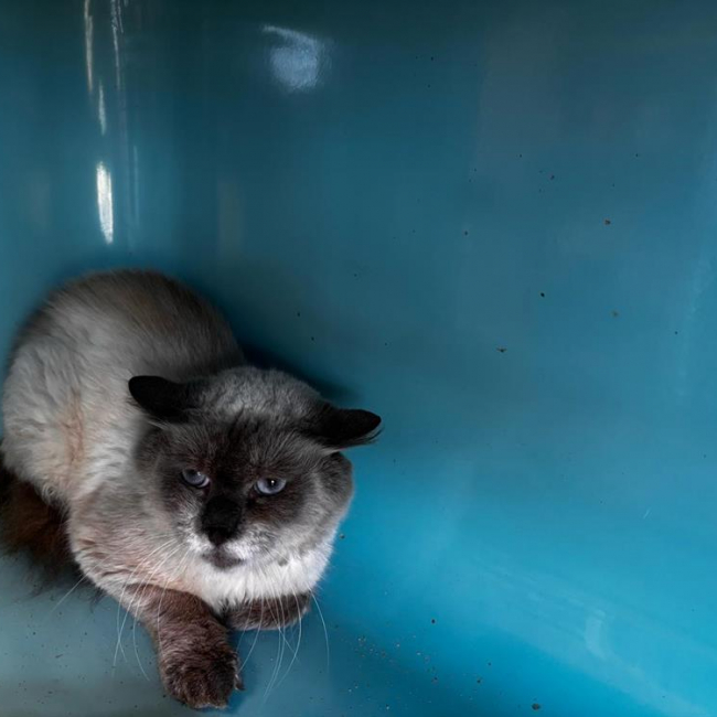 Photo de Dixie/raptor