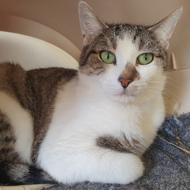 Photo de Millepattes