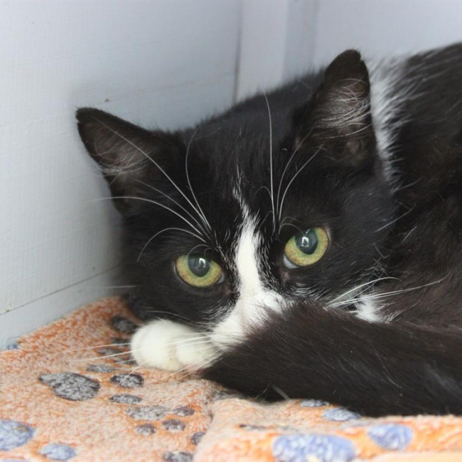 Photo de Pimprenelle