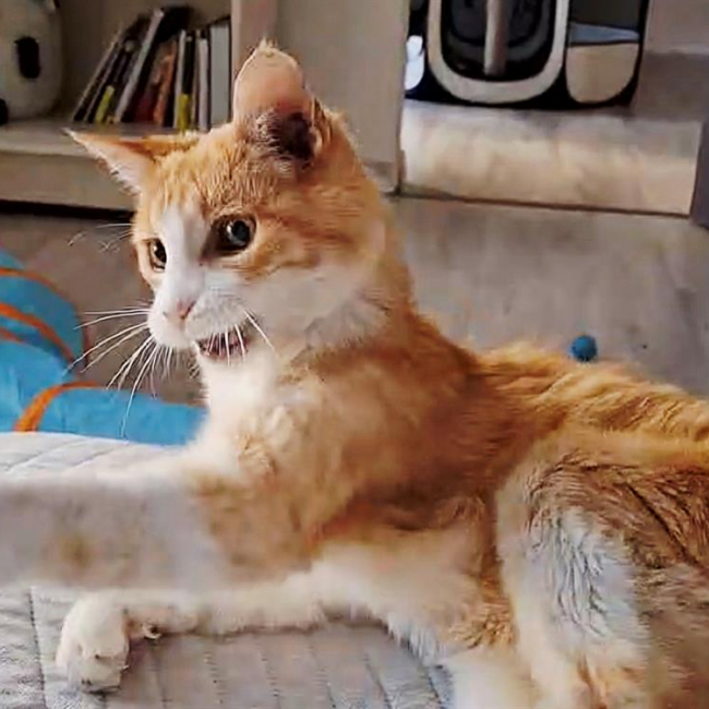 Photo de Beachvolley