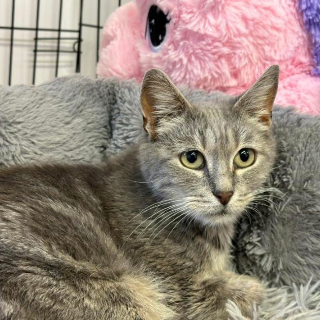 Photo de Missy en sos urgent