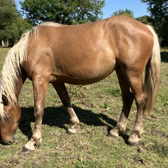 Photo de Maki de belnoe