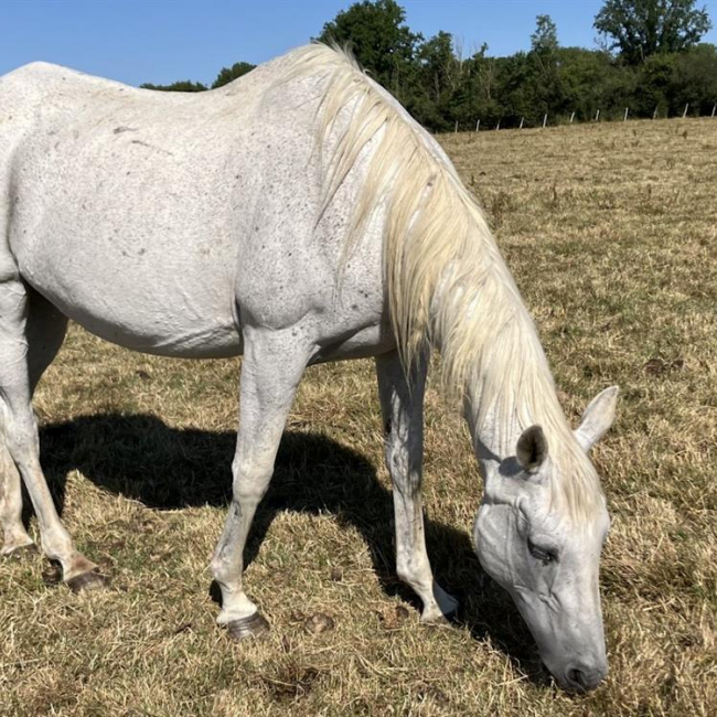 Photo de Etoile gouvillaise