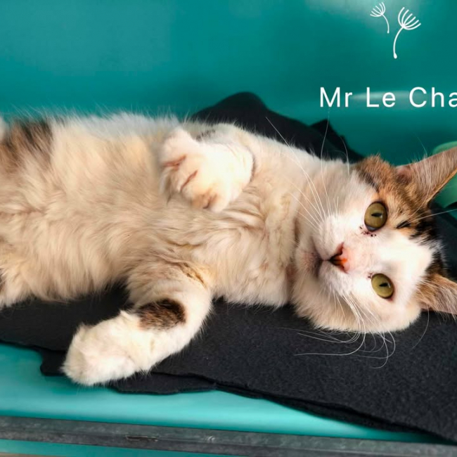 Photo de Mr lechat