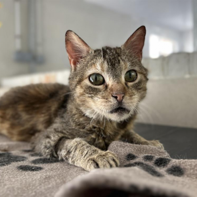 Photo de Croustibate