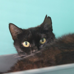 Photo de Alma réservé