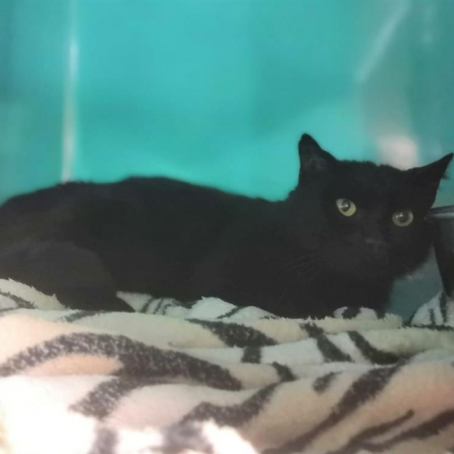 Photo de Batman reserve