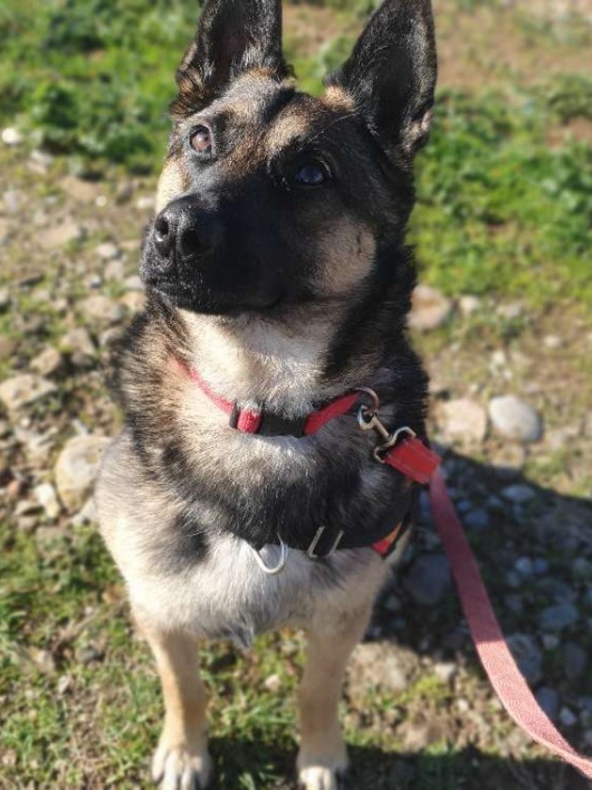 Perlot - Berger Belge Malinois à adopter à Lézignan-Corbières (11 ...
