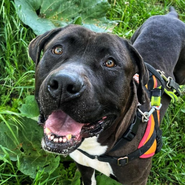 Photo de Blacky dit white