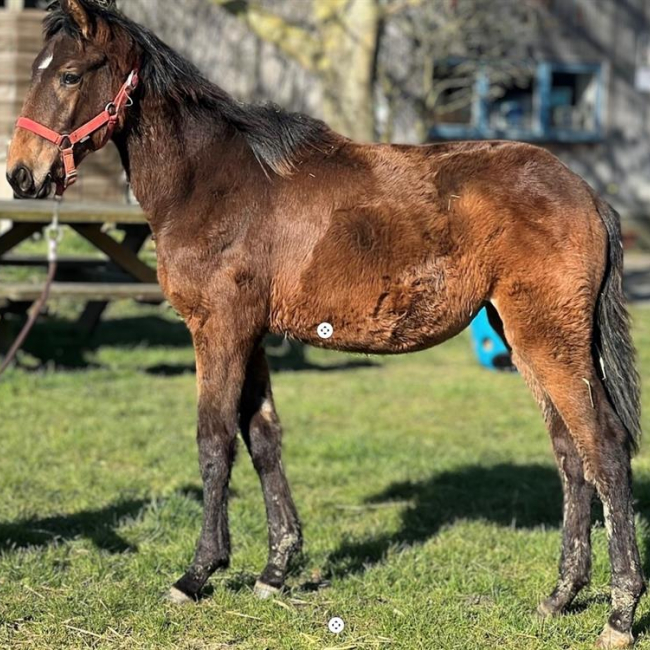 Photo de Opale de la chevrie