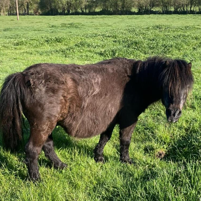 Photo de Vador de belnoe