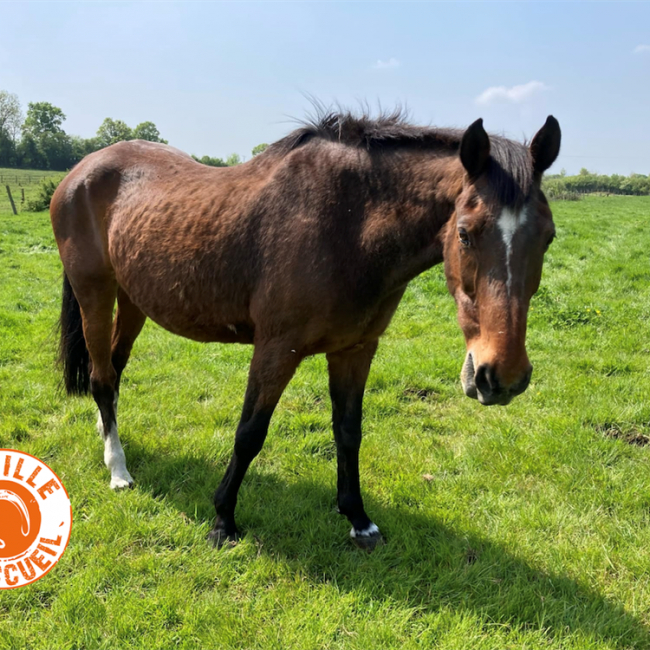 Photo de Tcha tcha de belnoe