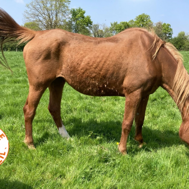 Photo de Lindy hop de belnoe