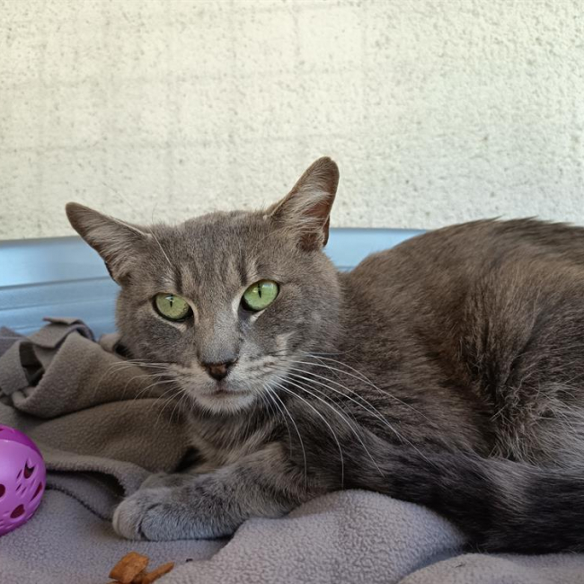 Photo de Profiterole