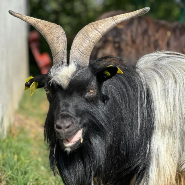 Photo de Saint pierre