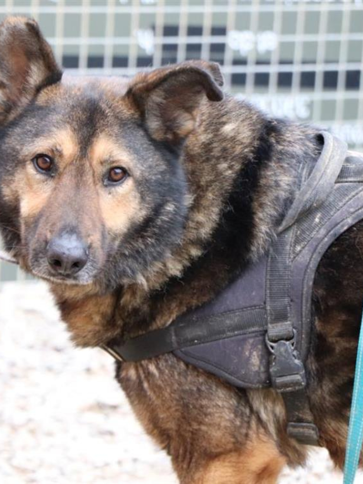 Sitemapcdatahttpsshopinf Inetcomspa Bourg En Bresse Chien A Adopter