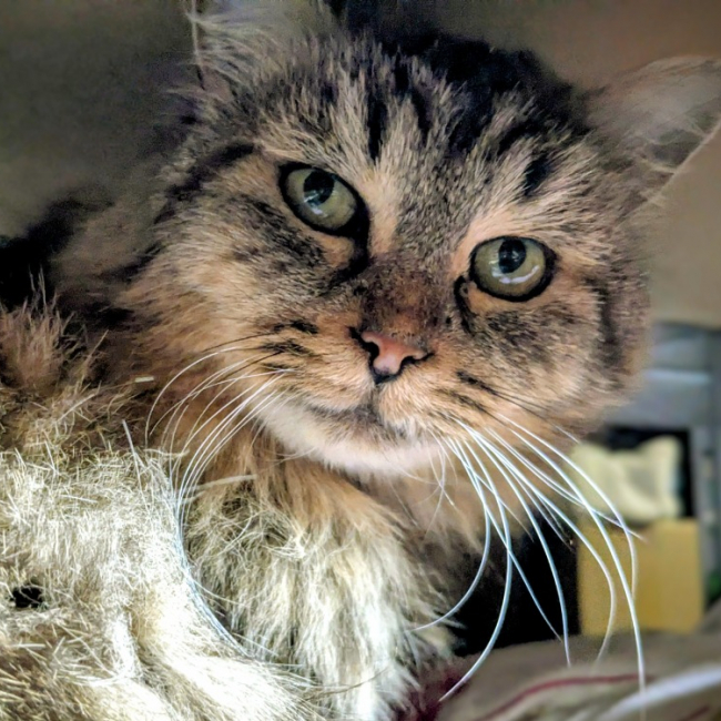 Photo de Cafouignette