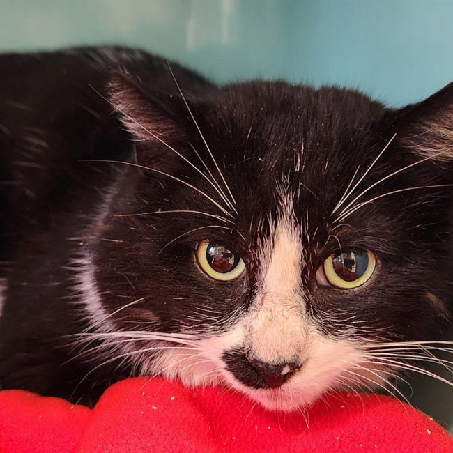 Photo de Beetlejuice