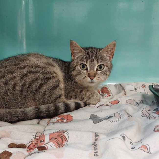 Photo de Petit coeur