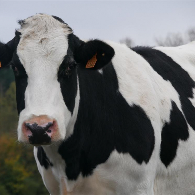 Photo de ClÉsdeschamps