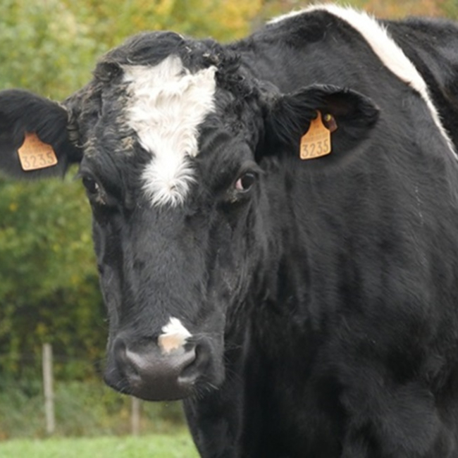 Photo de ClÉsdesvilles