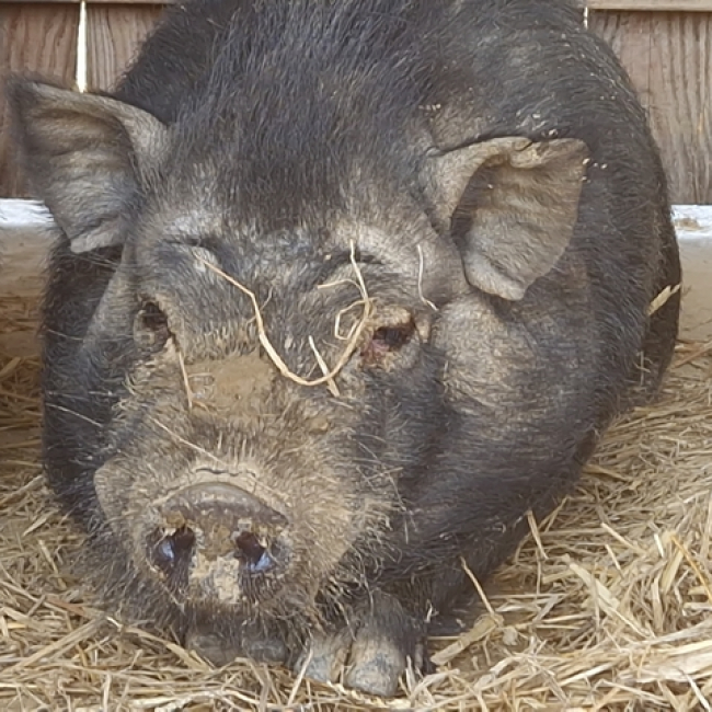 Photo de Serrano de bergerac