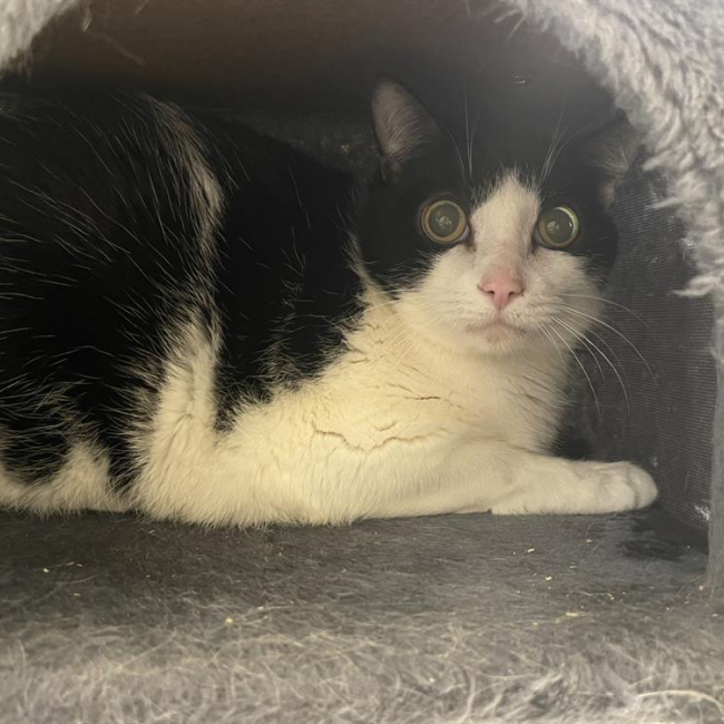 Photo de Zorro fiv +