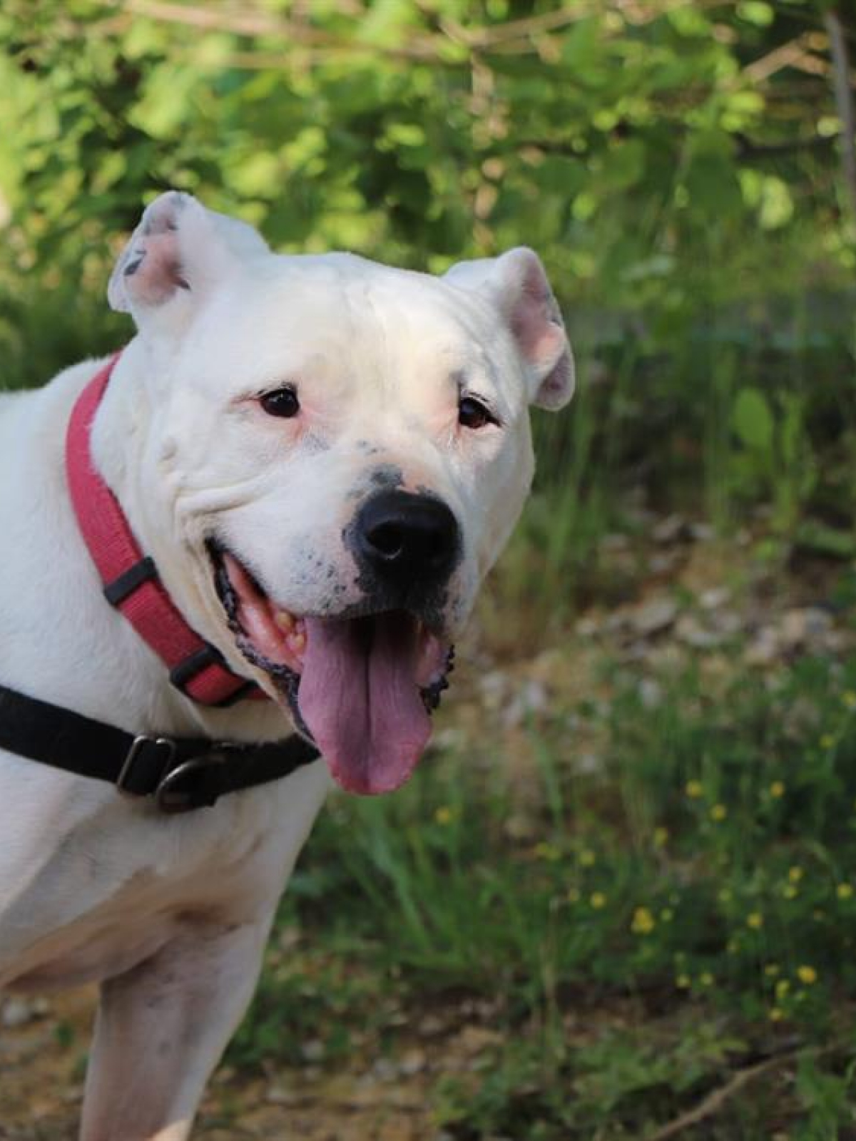 Sitemapcdatahttpsshopinf Inetcomspa Bourg En Bresse Chien A Adopter