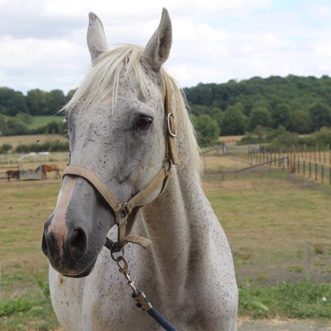Photo de Le caroubier