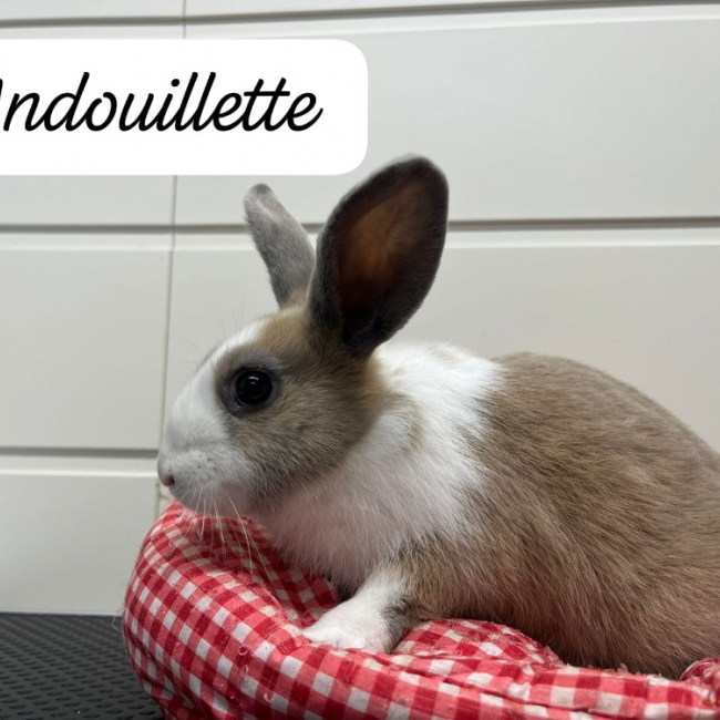 Photo de Andouillette