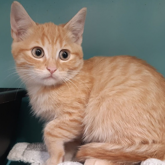 Photo de Millepertuis