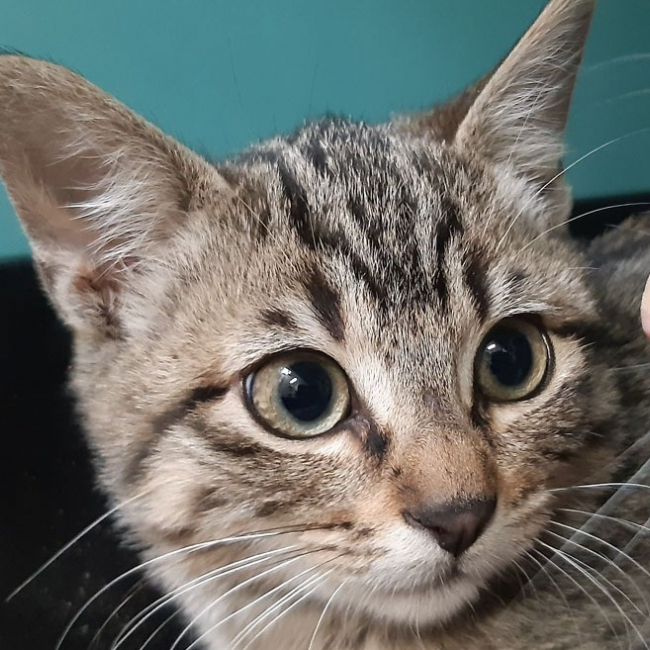 Photo de Millefeuille