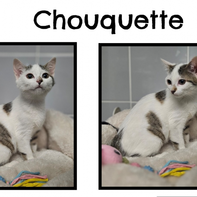 Photo de Chouquette réservé