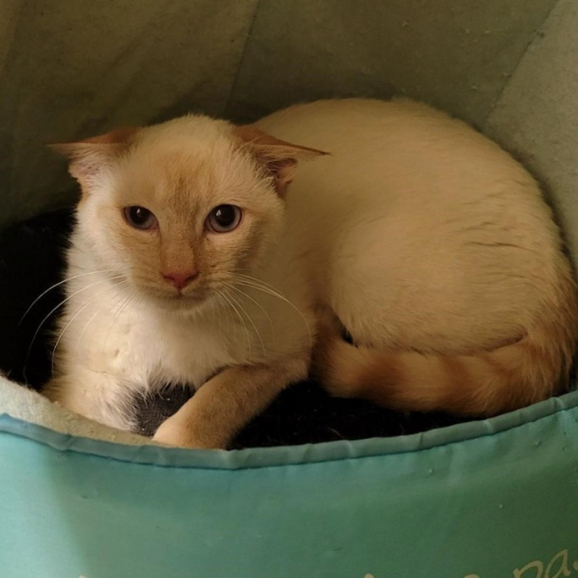 Photo de Michelangelo