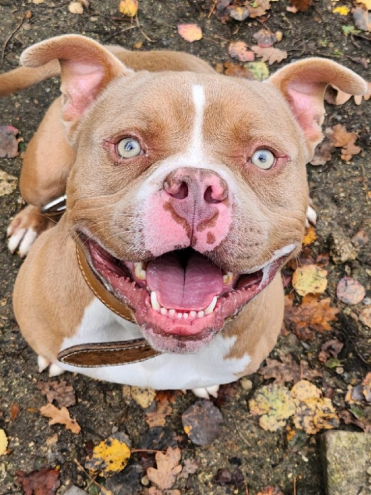 Addock - Chien à adopter à Luynes (37) - Animaux.fr