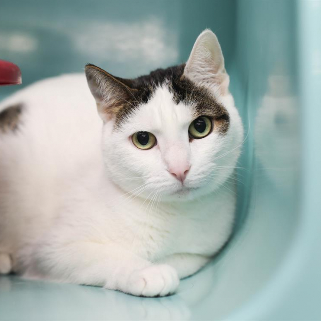 Photo de Kirikou dit milka