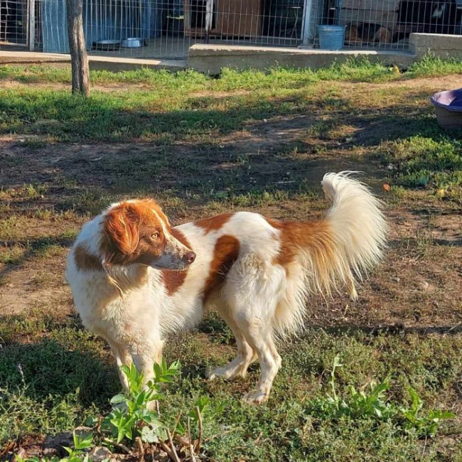 Photo de Vick (Obélix)