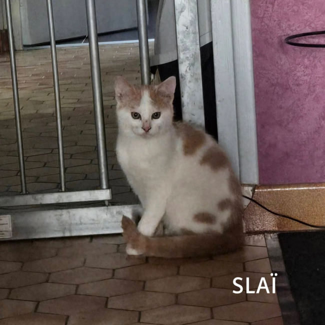 Photo de SLAï