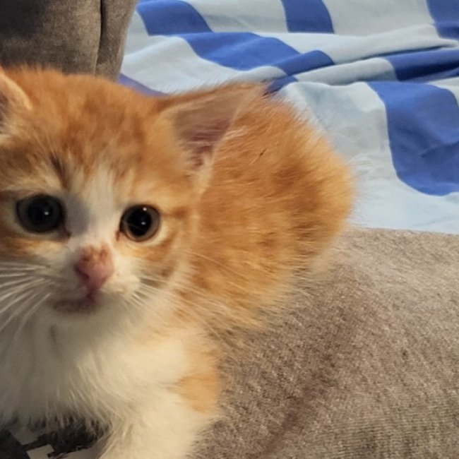 Photo de Apple réservé