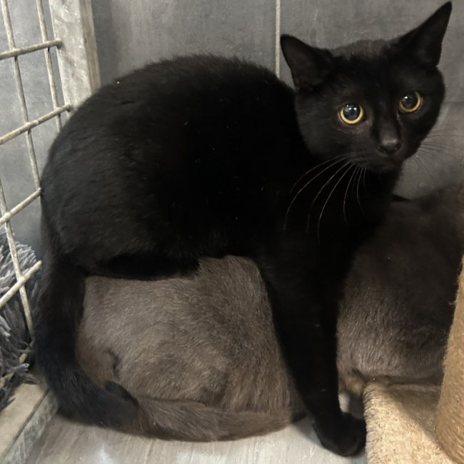 Photo de Patounsferata