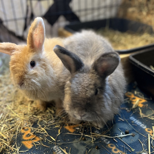 Photo de Lola & loulou