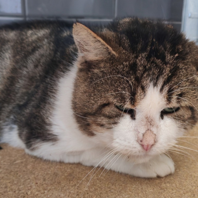 Photo de Ernest dit le lord