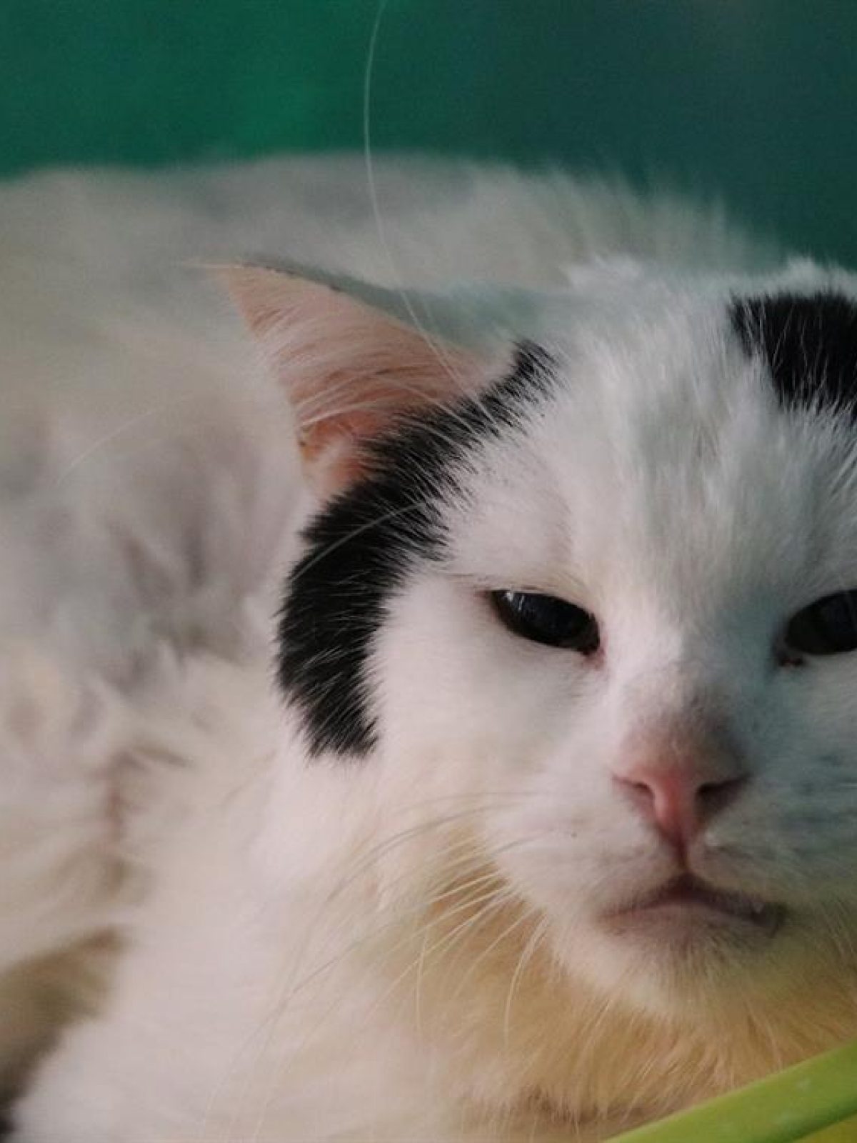 Bouly - Européen à adopter à Hermeray (78) - Animaux.fr